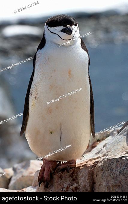 Antarctic penguin which stands on the rocks with eyes closed