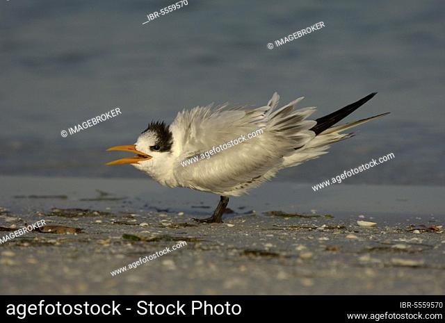 Royal Tern (Sterna maxima) juvenile, begging, calling for food, Florida (U.) S. A