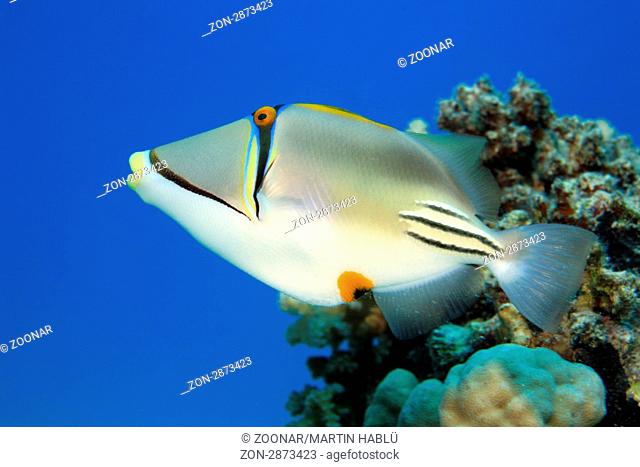 Picasso-Drückerfisch, Rhinecanthus assasi, Ägypten, Rotes Meer, Picasso Triggerfish, Aegypt, Red Sea