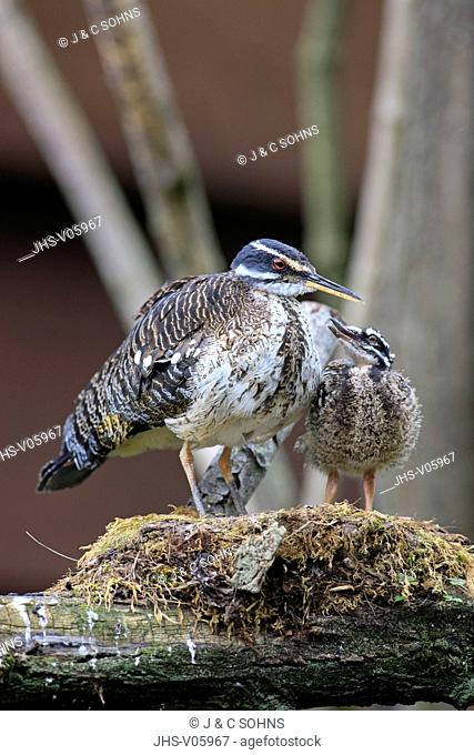 Sunbittern, Eurypyga helias, South America, adult with young begging for food on nest