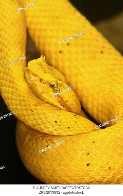 Yellow eyelash viper coiled on branch, close view, captive, Florida, USA