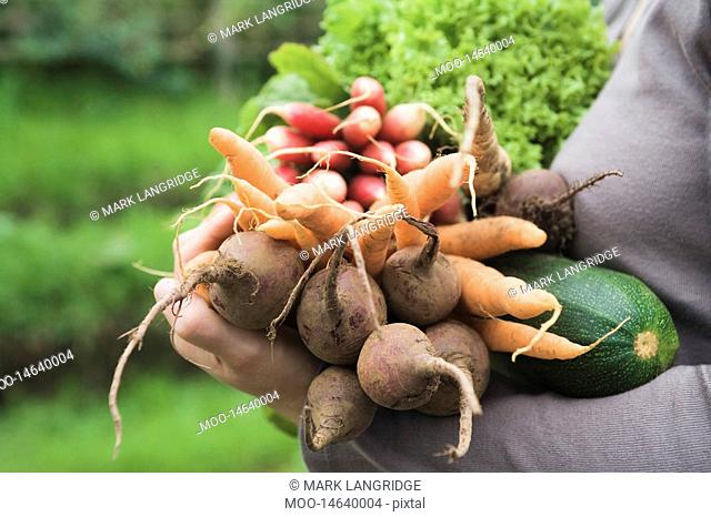 Woman holding vegetables in garden mid section side view close-up