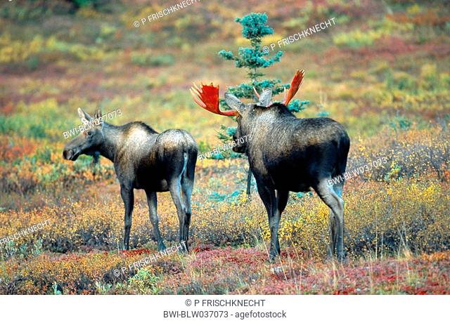 Alaska moose, Tundra moose, Yukon moose Alces alces gigas, bull and cow during rutting season, USA, Alaska, Denali NP