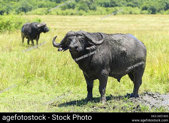 Cape Buffalo, Syncerus caffer, two animals, Masai Mara National Reserve, Kenya, Africa