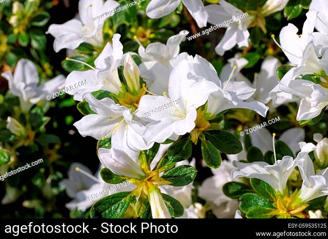 Rhododendron Palestrina im Frühling - Rhododendron Palestrina plant in spring