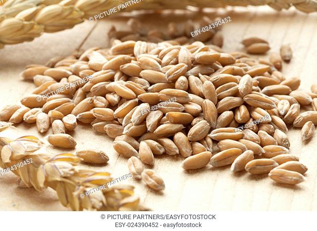 Heap of raw Spelt wheat on white background