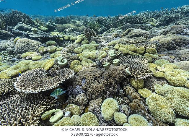 A profusion of hard and soft corals on Sebayur Island, Komodo National Park, Flores Sea, Indonesia