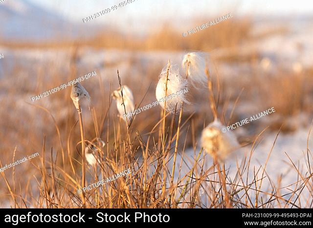 26 September 2023, Norway, Longyearbyen: White cotton grass growing in snow in Adventfjord. Photo: Sebastian Kahnert/dpa