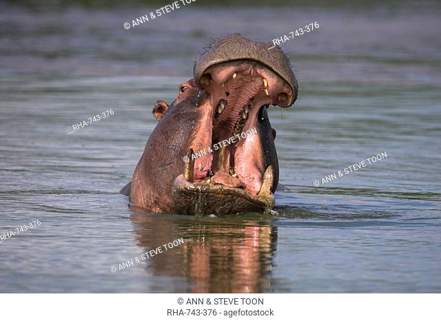 Hippo, Hippopotamus amphibius, yawning in Kruger National park, Mpumalanga, South Africa