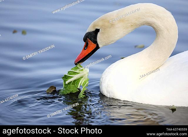 RUSSIA, DONETSK - OCTOBER 23, 2023: A mute swan drinks from the Alekseyevsky Stavok Pond. Dmitry Yagodkin/TASS