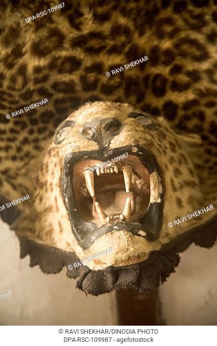 Wild  animal cheetah's coat hanged on wall ; Garhwal region ; uttaranchal ; India