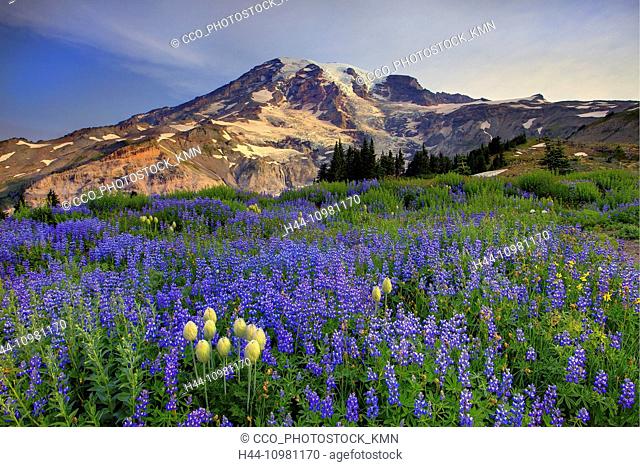 wildflowers in Mount Rainier National Park