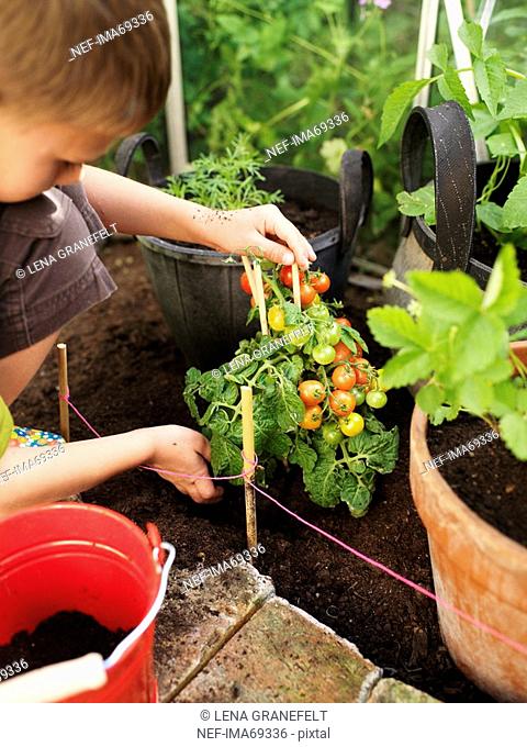 A boy with a tomato plant Sweden