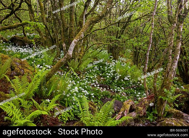 Ramsons (Allium ursinum) in flower, with ferns in old dwarf copse, Slieve Carran Oratory, The Burren, County Clare, Ireland, Spring, Europe