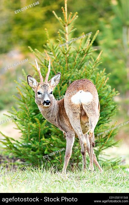 Old roe deer, capreolus capreolus, buck looking behind while standing in front of spruce tree in spring. Cute animal with black eyes and brown fur in vertical...