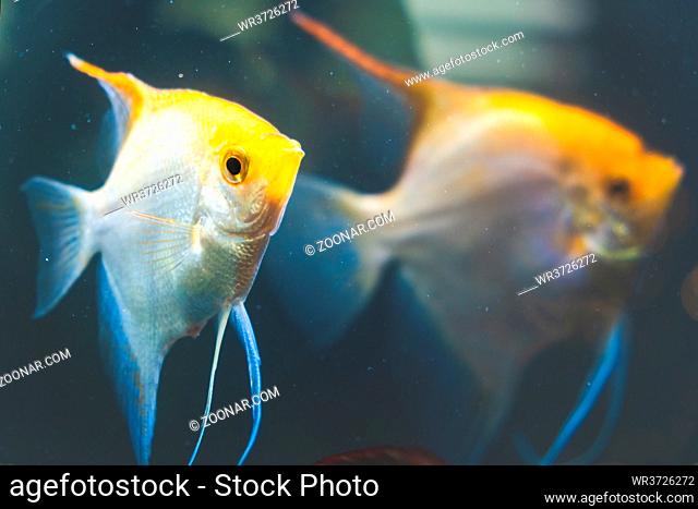 Couple of Gold Pterophyllum Scalare in aqarium fresh water, yellow angelfish