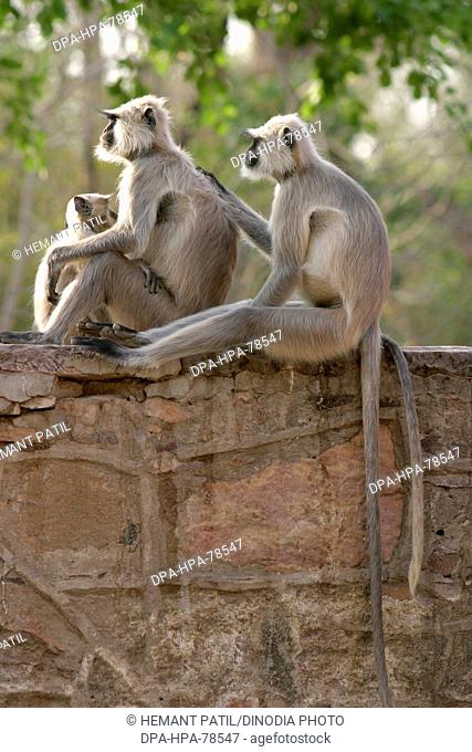 Family of monkey Langur (Presbytis entellus) , Ranthambore Wildlife Sanctuary , Rajasthan , India