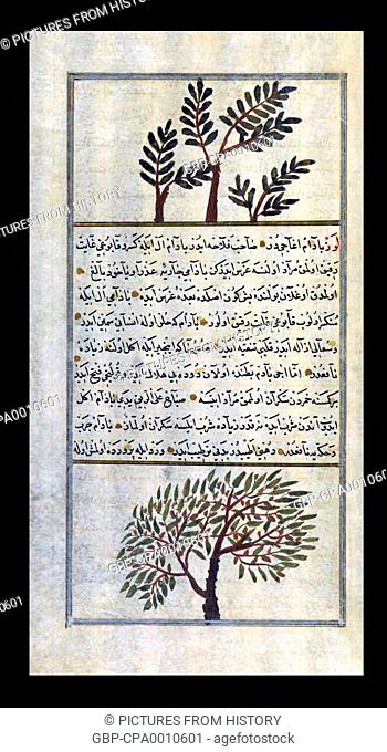 Arabia: A Frankincense tree above an Almond tree, after a treatise by Zakariya ibn Muhammad al-Qazwini (1203-1283 CE)