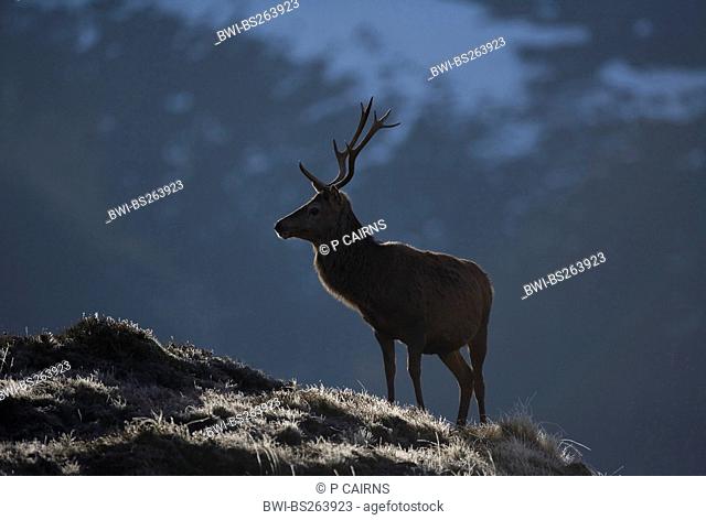 red deer Cervus elaphus, stag backlit in winter light, United Kingdom, Scotland, Sutherland, Alladale Wilderness Reserve