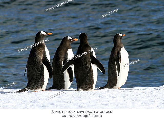 Gentoo penguins (Pygoscelis papua). Gentoo penguins grow to lengths of 70 centimetres and live in large colonies on Antarctic islands