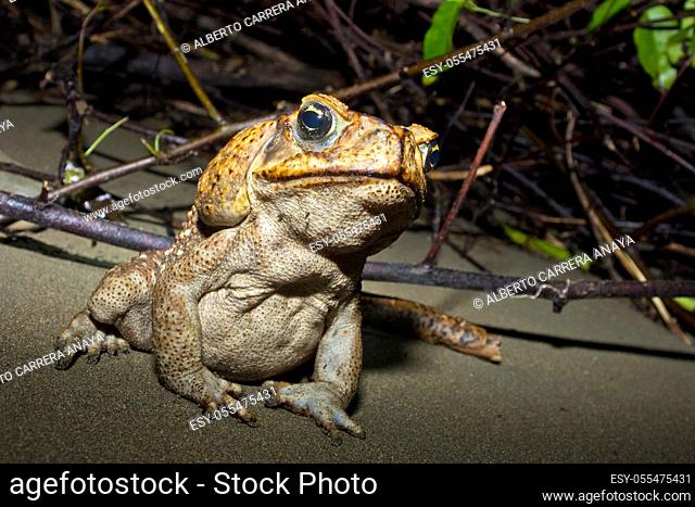 Cane Toad, Giant Neotropical Toad, Marine Toad, Rhinella marina, Marino Ballena National Park, Uvita de Osa, Puntarenas, Costa Rica, Central America, America