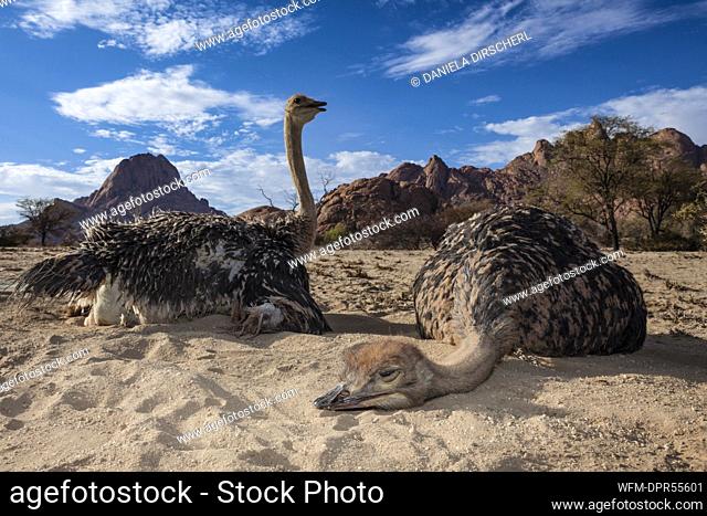 South African Ostrich, Struthio camelus australis, Spitzkoppe, Namibia