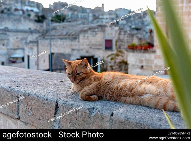A ginger cat lying on a stone wall in the Sassi di Matera a historic district in the city of Matera. Basilicata. Italy