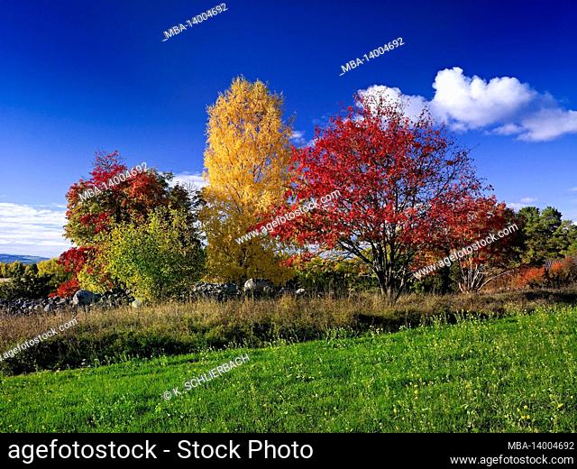 europe, sweden, dalarna, mora, lake siljan, sollerön island, autumn trees, foliage color