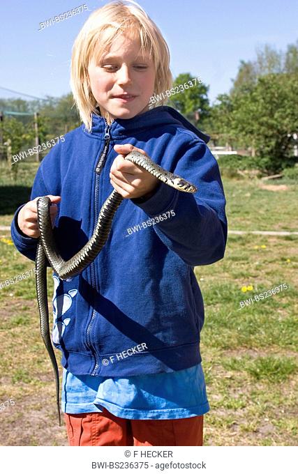 grass snake Natrix natrix, boy holding a snake in hands, Germany