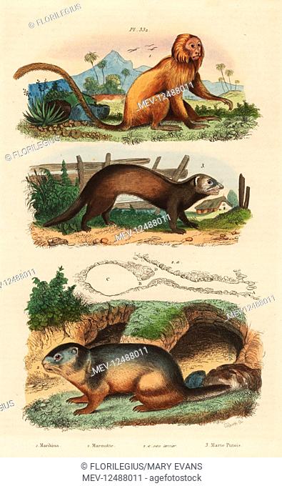 Golden lion tamarin, Leontopithecus rosalia, endangered 1, alpine marmot, Marmota marmota 2 and den, and ferret or polecat, Mustela putorius 3