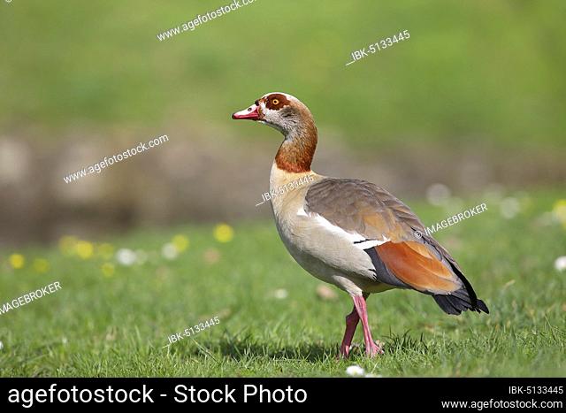 Egyptian goose (Alopochen aegyptiacus) stands in a meadow, Biebrich Castle Park, Wiesbaden, Hesse, Germany, Europe
