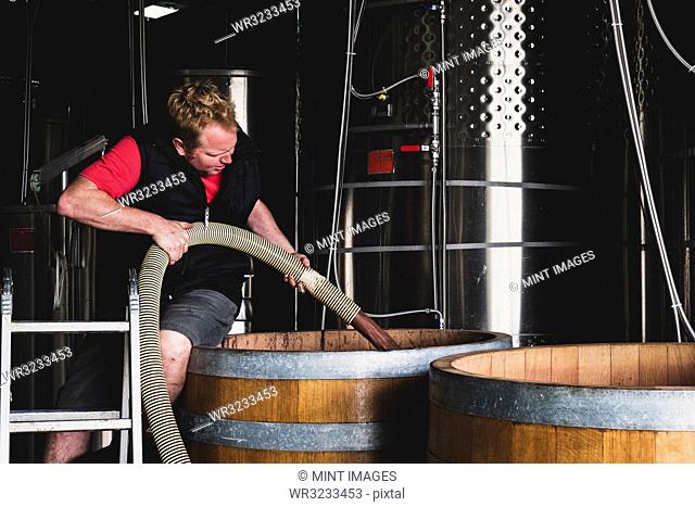 Man working at a winery, holding hose, pumping wine into a large oak barrel