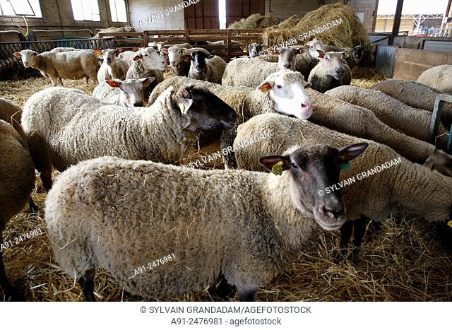 France, Burgundy, department of Yonne, historic village of Noyers, sheeps in a farm stable