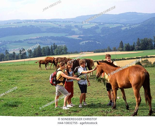 Switzerland, Europe, Canton Jura, Franches-Montagnes, Group, Four Persons, Teenager, Hikers, Hiker, Hiking, Encounter