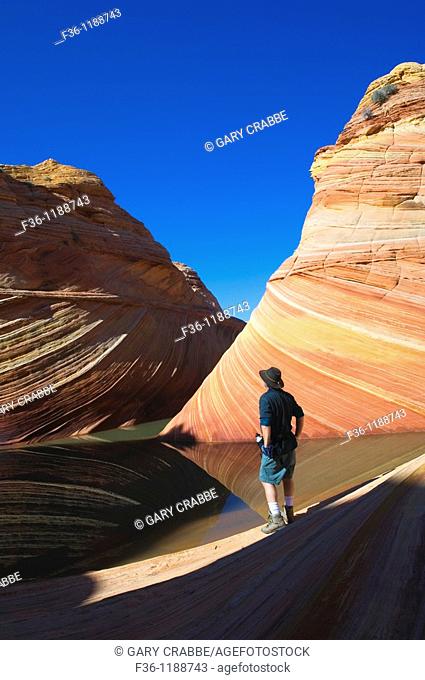 Hiker next to Seasonal desert pool of water below striated sandstone at The Wave, Coyote Buttes, Paria Canyon Vermilion Cliffs Wilderness, Arizona