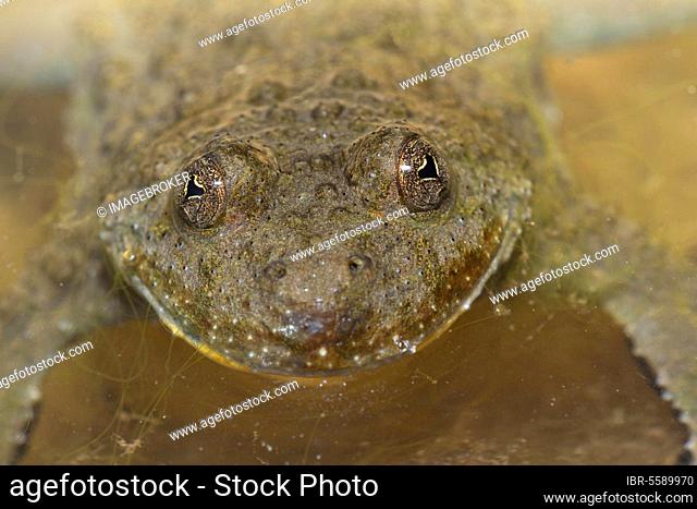 Yellow-bellied toad (Bombina variegata) adult, close-up of the head, at the water surface, Mattheiser Wald, Rhineland-Palatinate, Germany, Europe