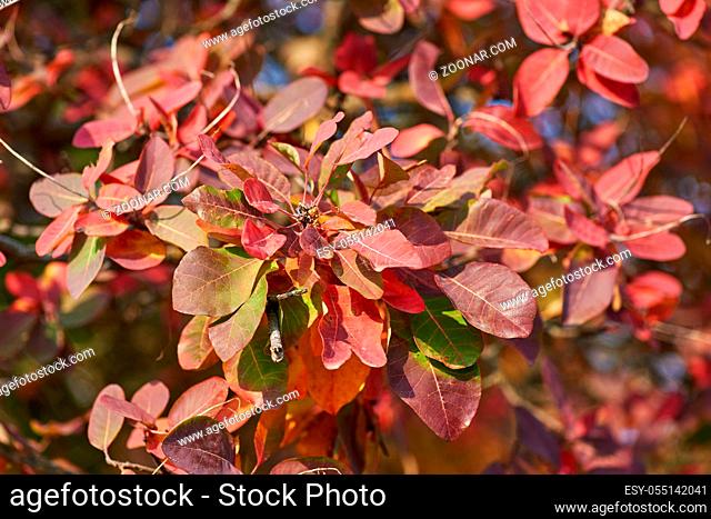 yellow and red leaves of Cotinus coggygria , close up. autumn city park with yellowed leaves on the trees in the sun, day