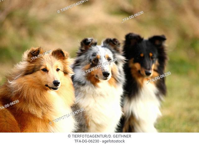 3 Shetland Sheepdogs