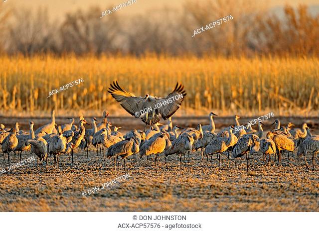 Sandhill Crane Grus canadensis Flocks flying into feeding territory in grain fields, Ladd S Gordon Management area, Bernardo, New Mexico, USA