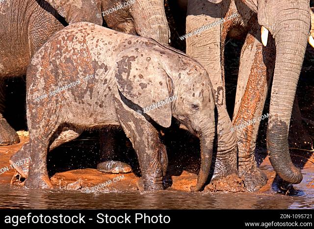 Junger afrikanischer Elefant (Loxodonta africana) am Ufer des Chobe, Botswana