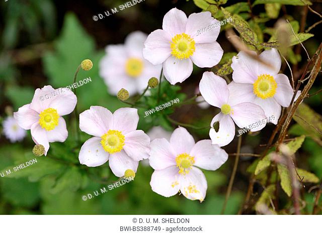Japanese anemone, Japanese windflower, Chinese anemone (Anemone hupehensis, Anemone hupehensis var. hupehensis), blooming