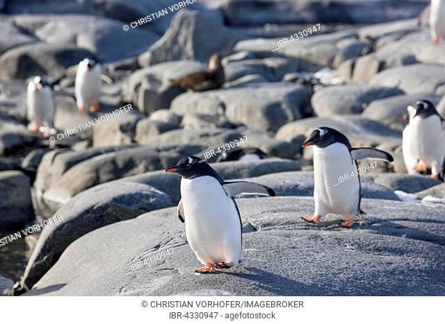 Gentoo penguins (Pygoscelis papua) running on rock, Antarctica