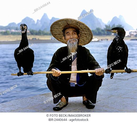Cormorant fisherman with Great Cormorants (Phalacrocorax carbo) on the Li Jiang River, Yangshuo, Guilin, Guangxi, China, Asia