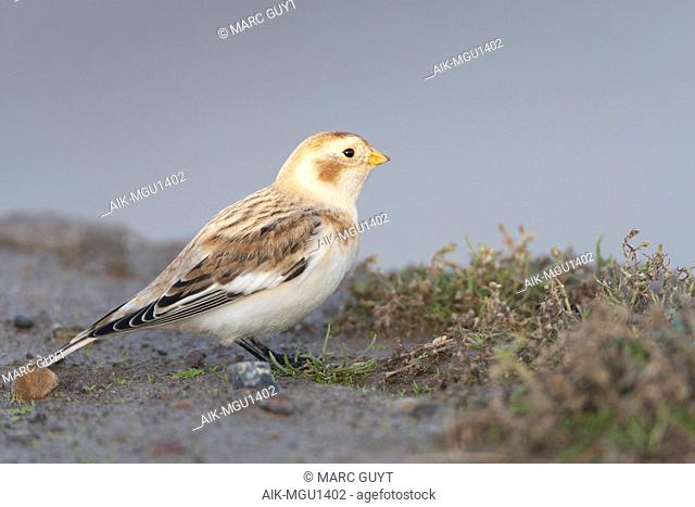 Adult Snow Bunting (Plectrophenax nivalis) in winter plumage during autumn migration on Spurn on the east coast of England