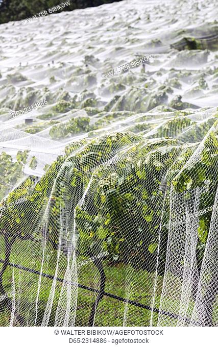 Australia, South Australia, Adelaide Hills, Hahndorf, vineyard covered with mesh cloth
