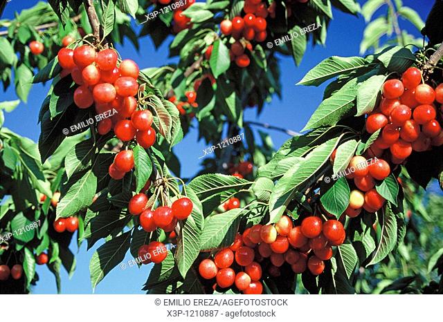 Cherries in a branch