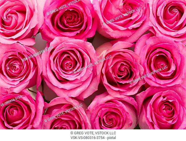 Abundance of pink roses
