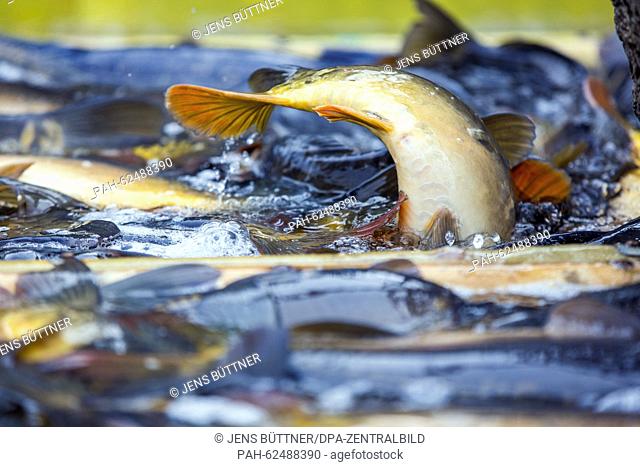 The tail fin of a mirror carp emerges out of the water of an artificial pool at one of the ponds from Lewitz Fisch GbmH in Neuhof near Neustadt-Glewe, Germany