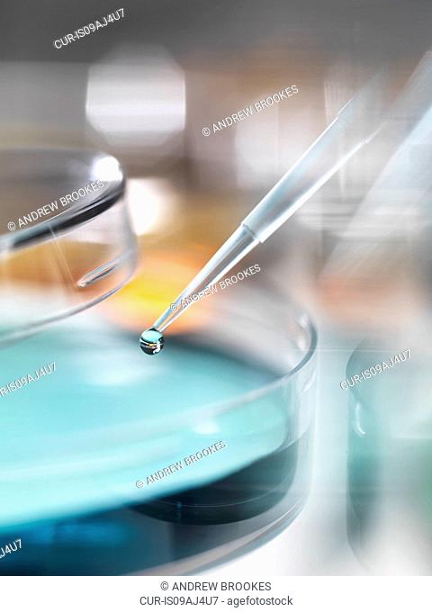 Scientist pipetting sample into a petri dish in a laboratory