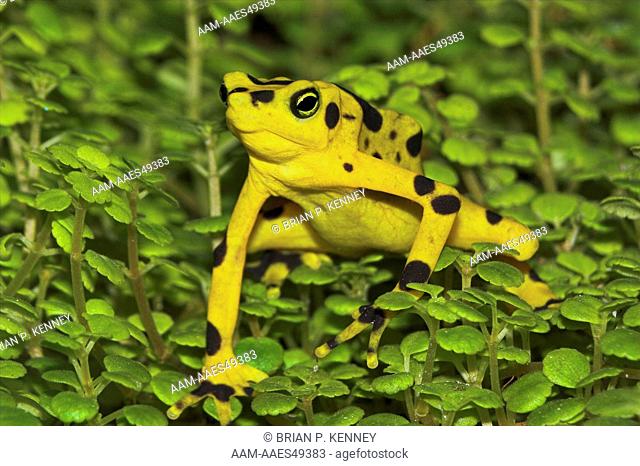 Panamanian Golden Frog (Atelopus zeteki) Montane species (335 to 1, 315 m above sea level) Endemic to Panama